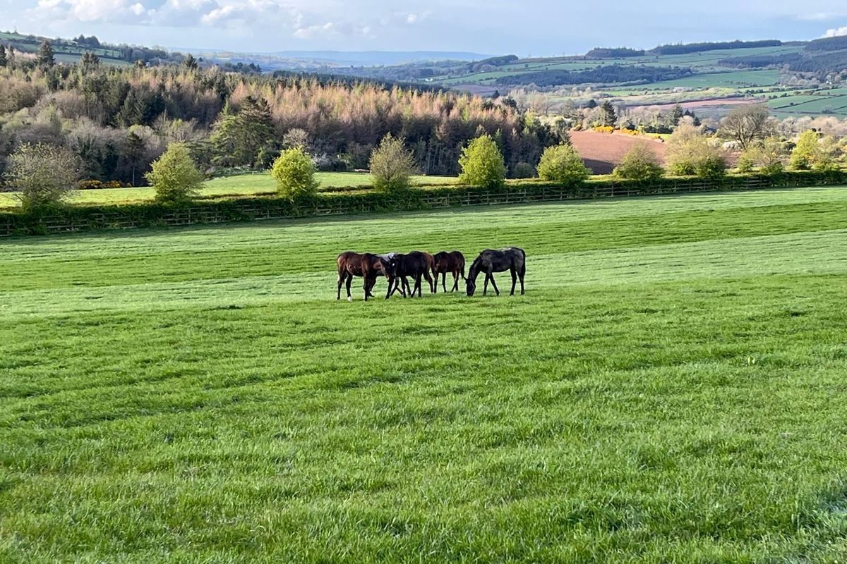 A group of horses grazing, with forestry and farmland behind