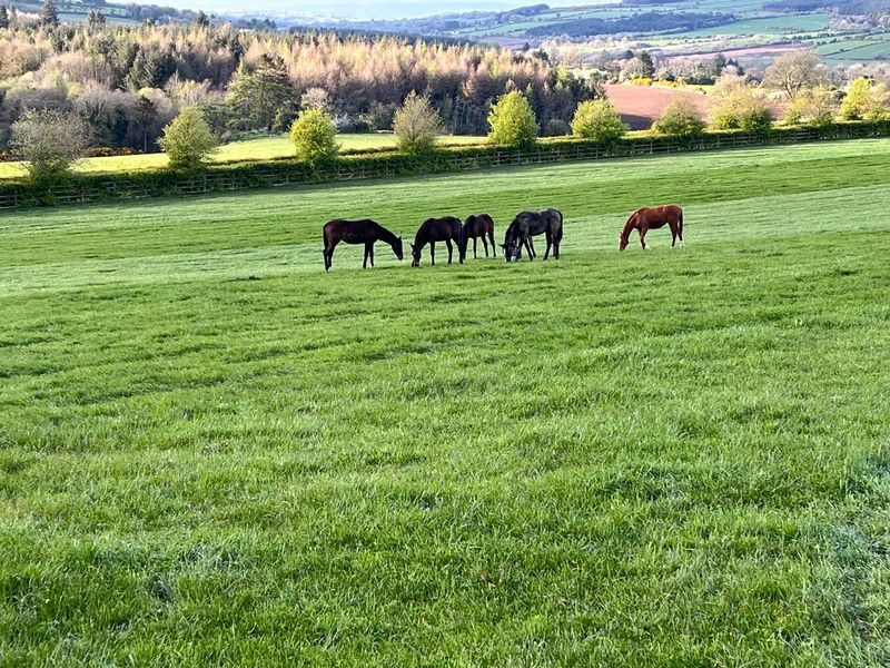 Horses grazing beside wooden board fencing