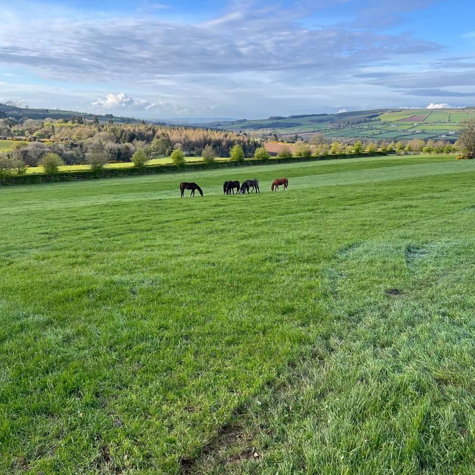 Horses grazing in a big field, with hills and forestry behind