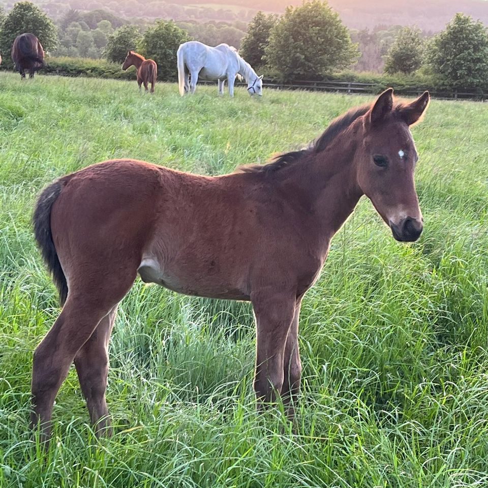 A bay foal in long grass, with mares grazing behind