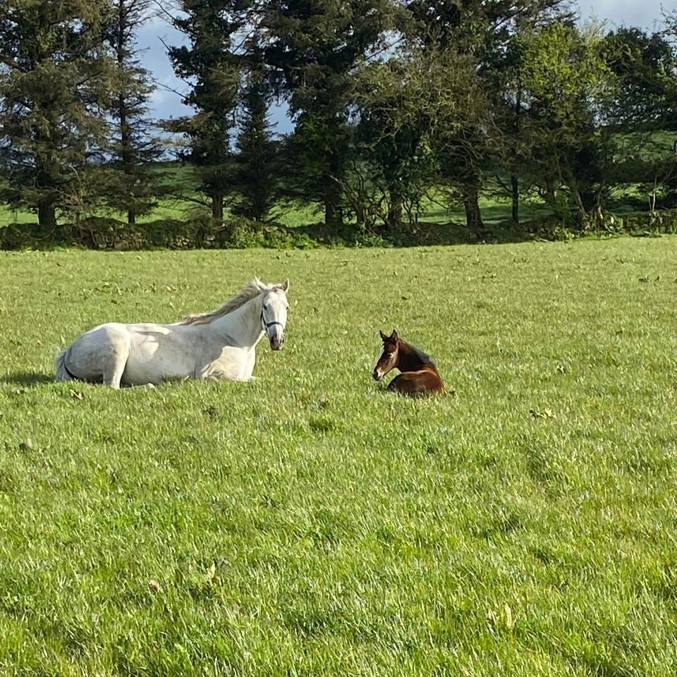 A grey mare and her foal lying down in a field