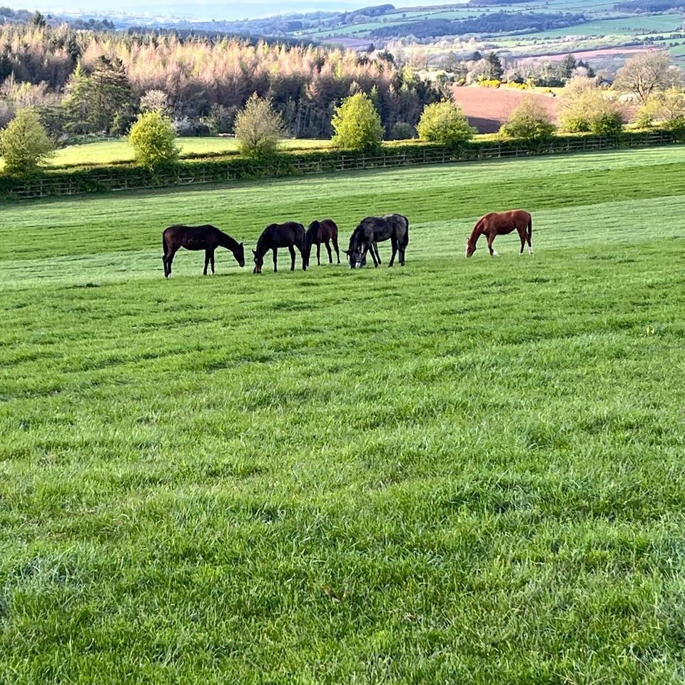 Five horses grazing beside wooden board fencing