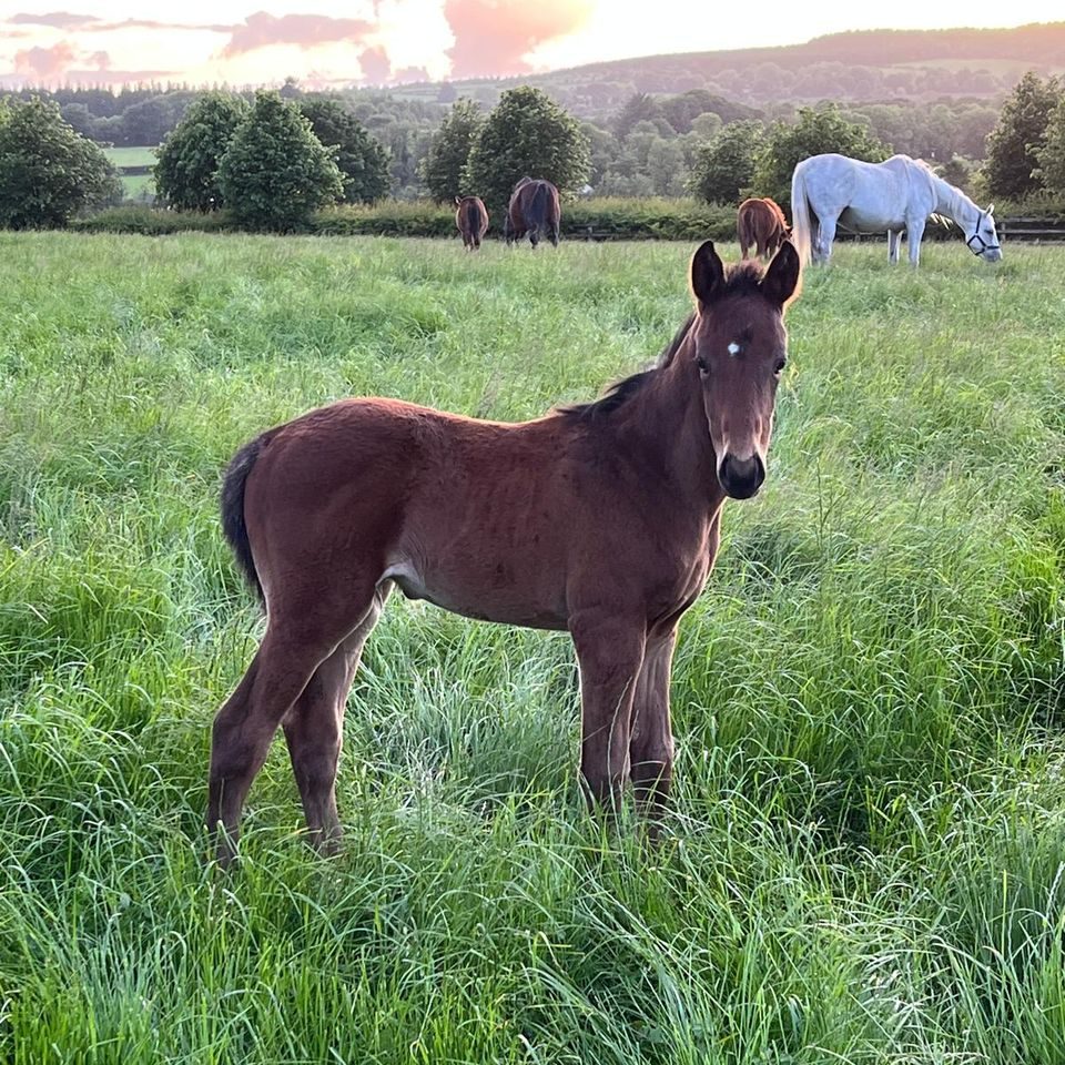 A bay foal with a small white star, looking at the camera