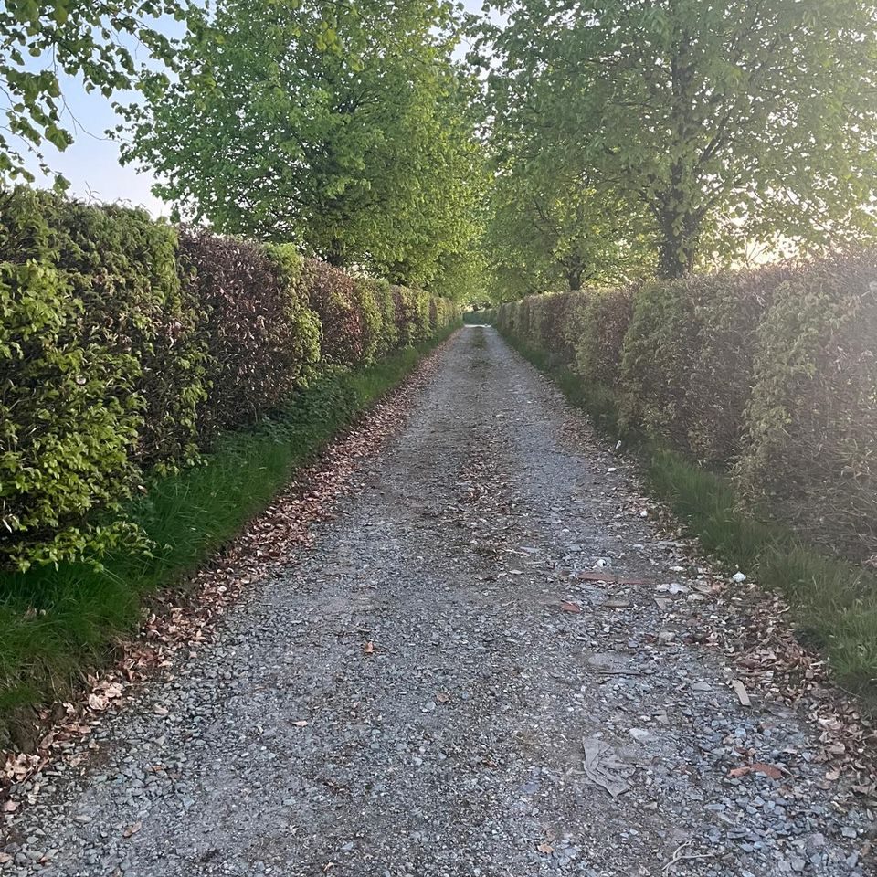 A gravel lane between tall hedges and trees