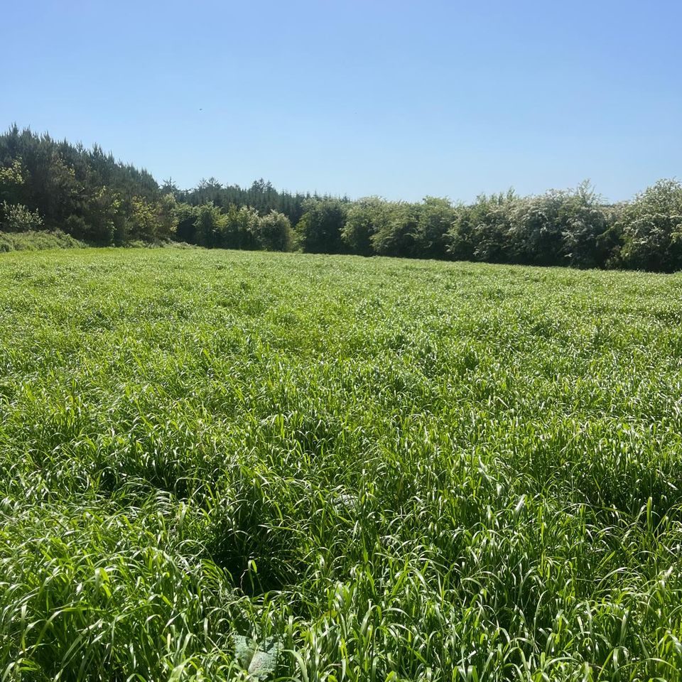 Long grass in a field ringed by trees
