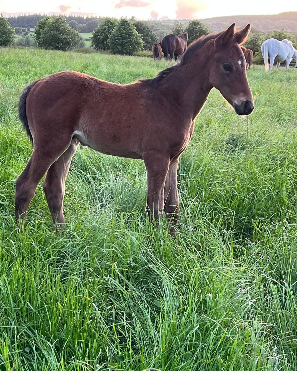 A bay foal standing in long grass at sunset, with mares grazing behind